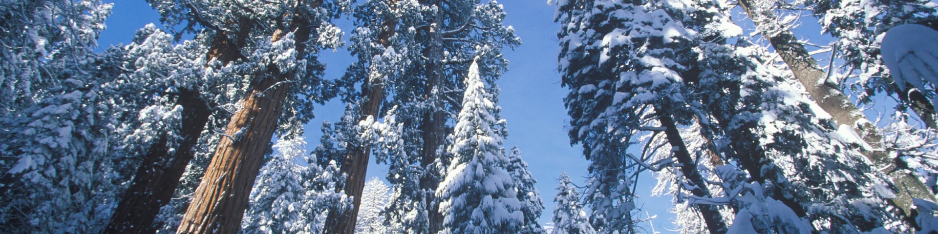 Tall evergreen trees covered in snow against a clear blue sky.