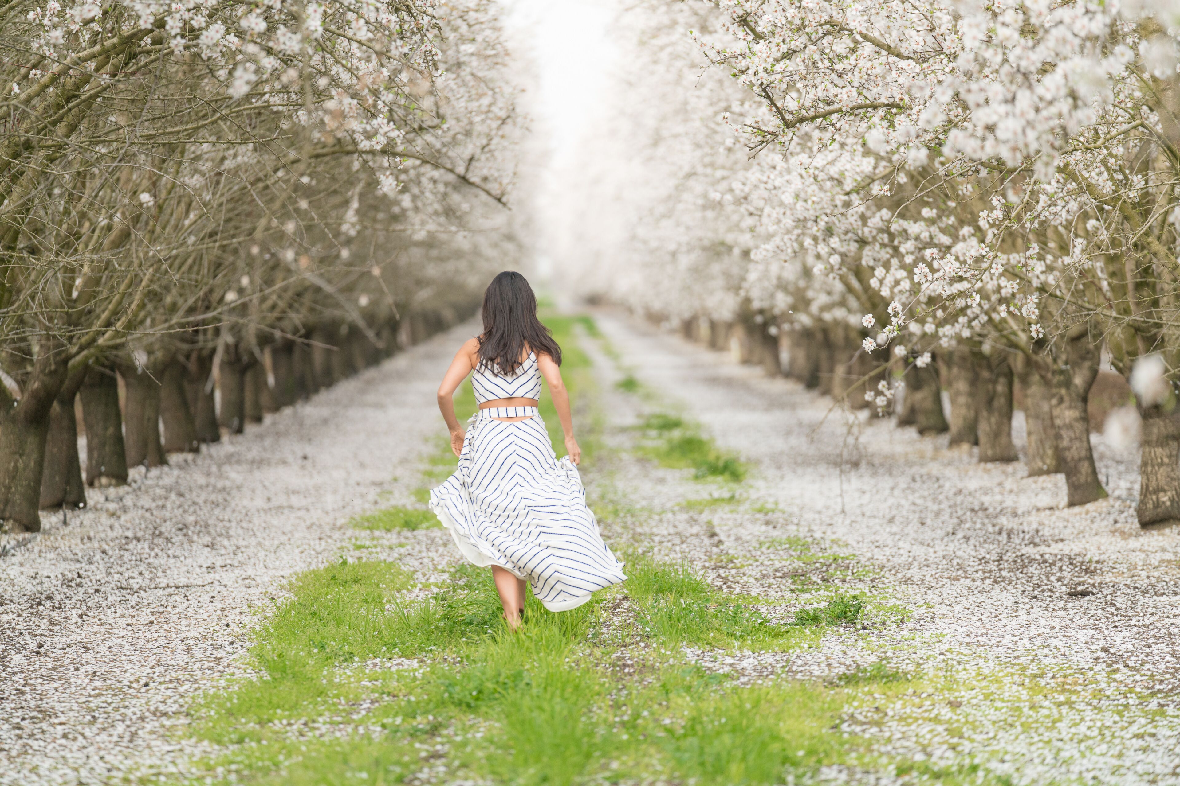 Almond Blossom in California