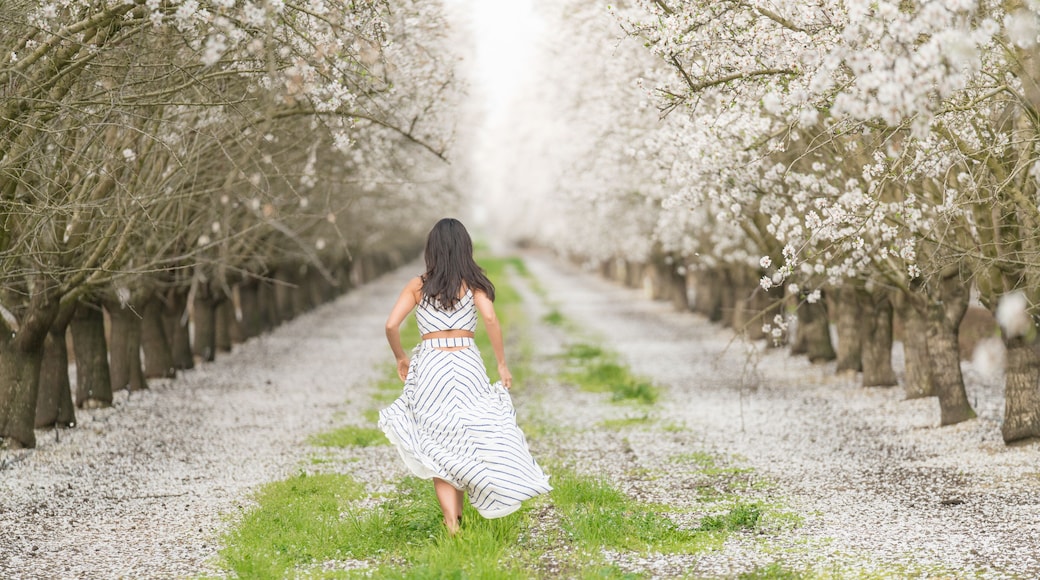 Almond Blossom in California