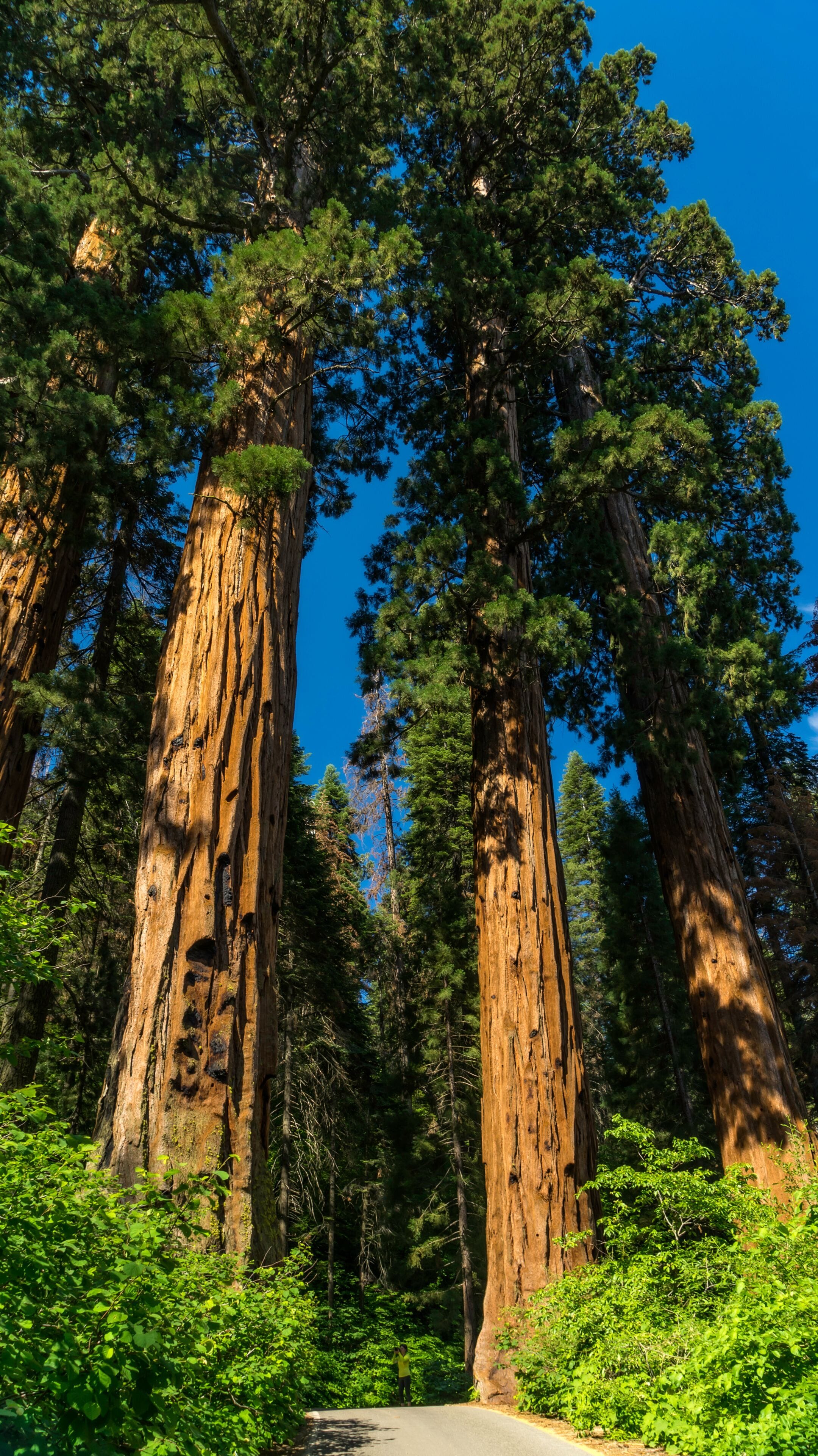 Sequoia National Park in the southern Sierra Nevada east of Visalia, California