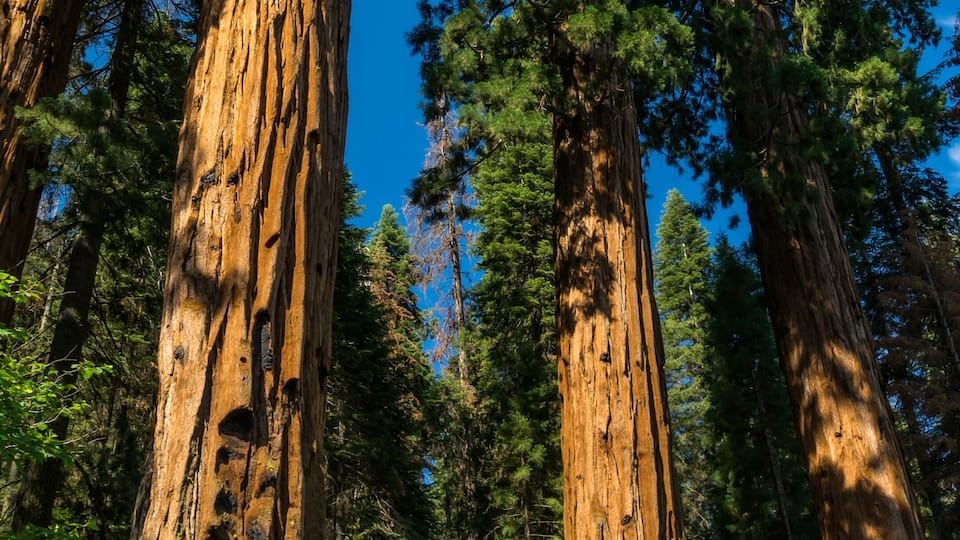 Tall redwood trees, a clear blue sky, and a road.