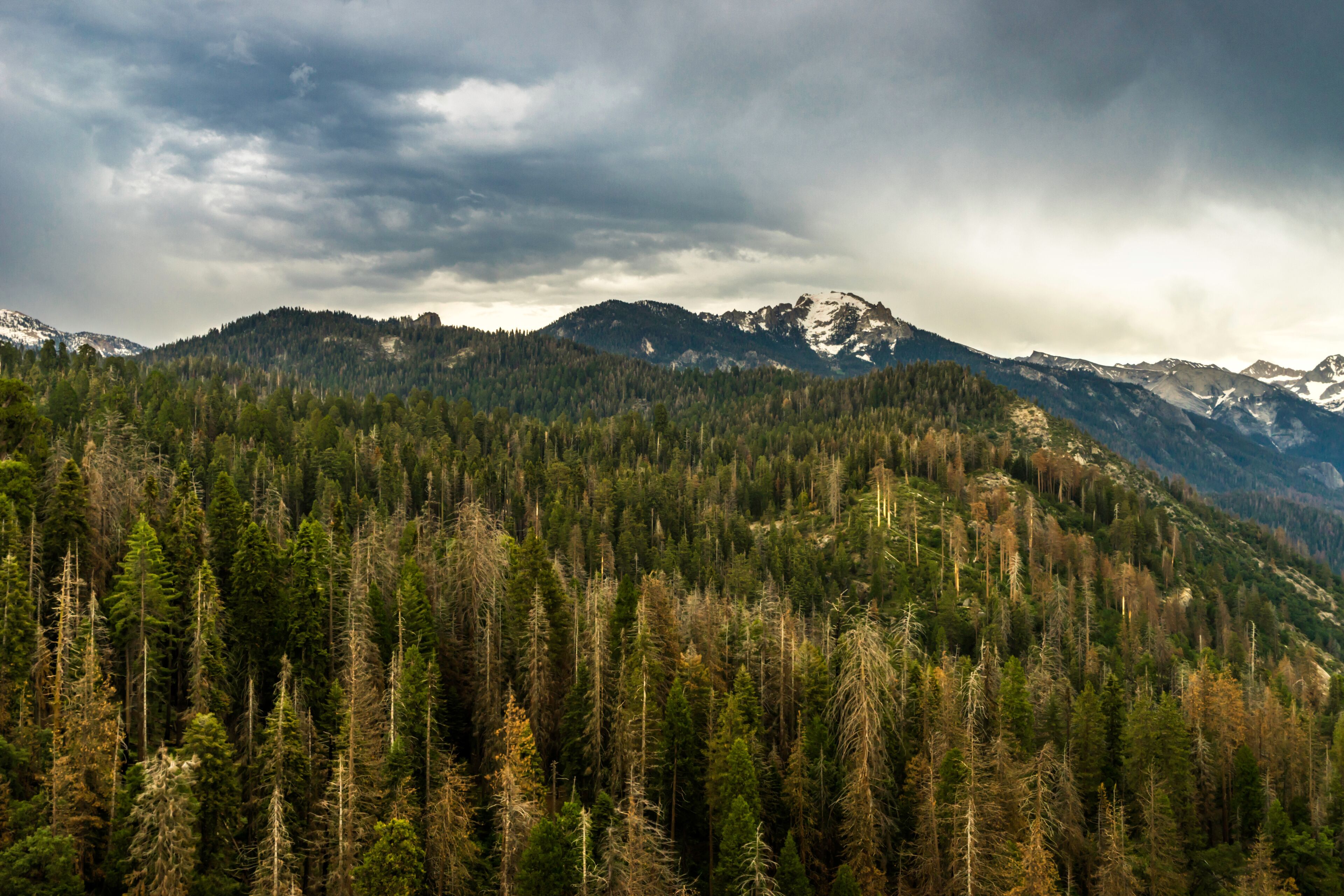ヴァイセーリア