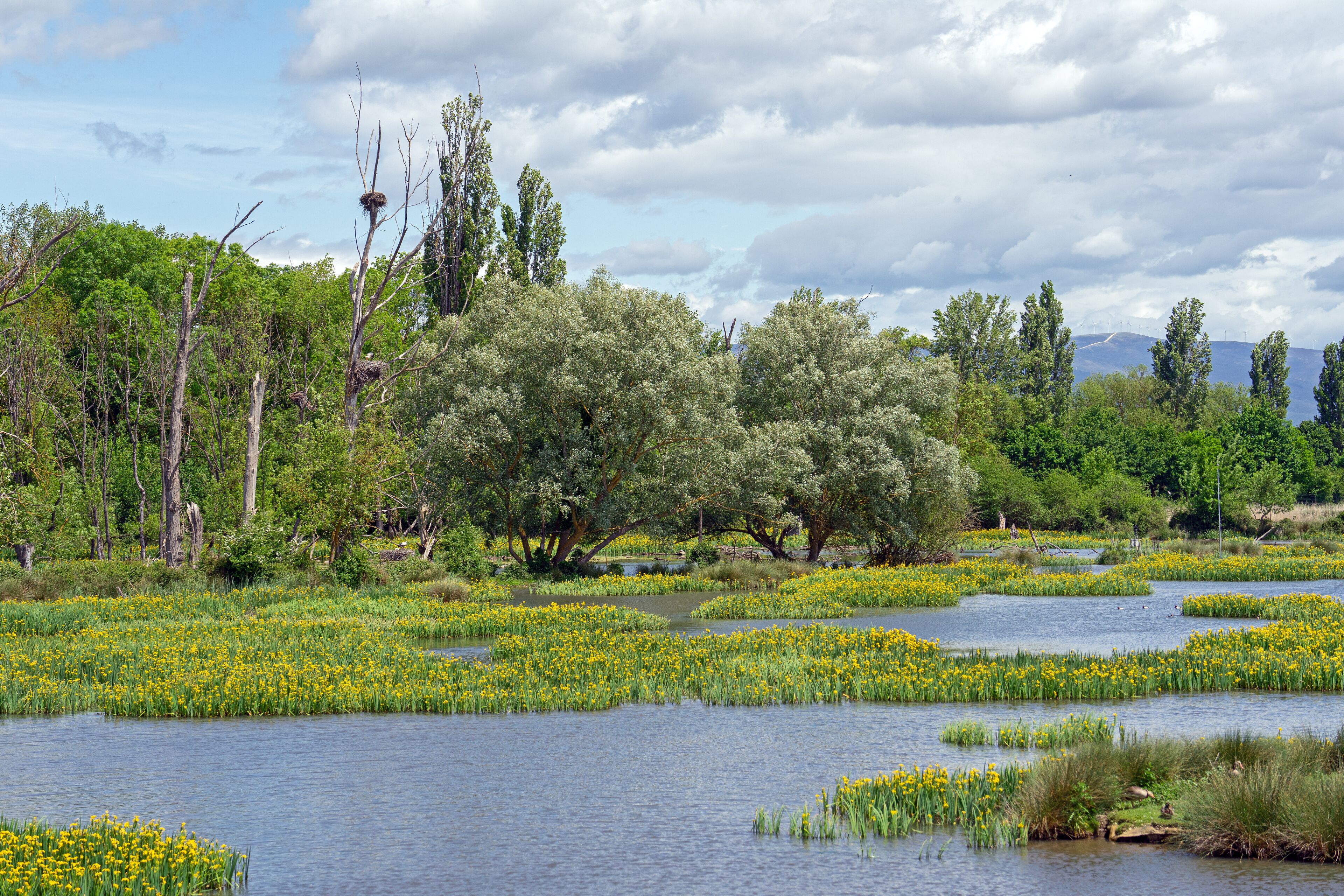 Salburua wetland with flowering plants in spring near Vitoria city.