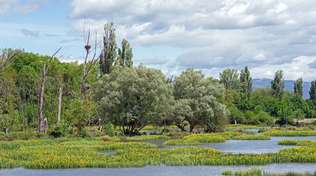 Salburua wetland with flowering plants in spring near Vitoria city.