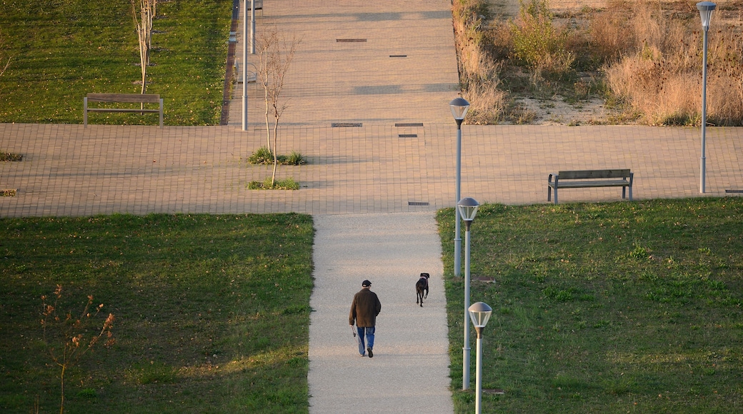 paseando al perro por un parque de la ciudad de Vitoria-Gasteiz (Spain)