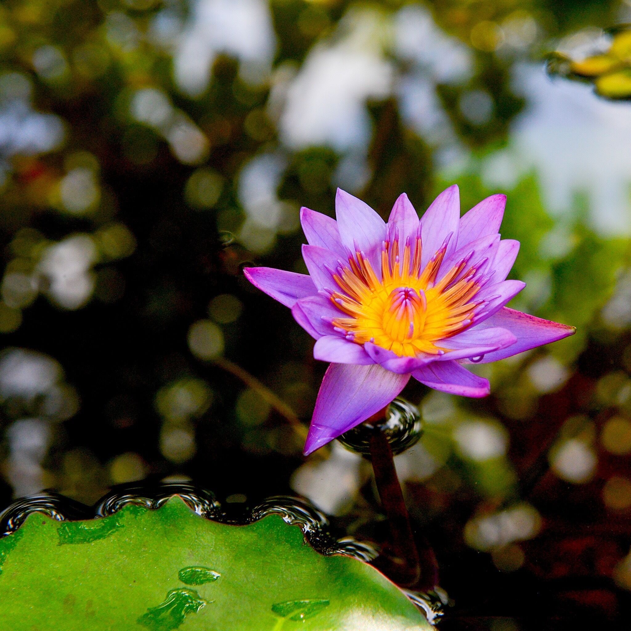 The Vale Botanic Park in Vitória, Brazil, has 33 hectares of area - the equivalent of 33 football fields. Part of the Vale Green Belt, it is a leisure area and, mainly, a conservation unit of the Atlantic Forest, one of the most important forests of the country. The park houses more than 140 species of trees, such as Brazil wood, jacaranda and ipê, as well as wild animals such as caticocos, possums, marmosets and various bird species that can be seen on five ecological trails available to visitors.