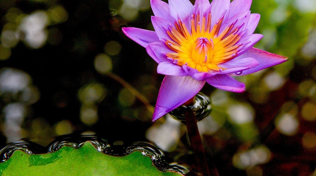 The Vale Botanic Park in Vitória, Brazil, has 33 hectares of area - the equivalent of 33 football fields. Part of the Vale Green Belt, it is a leisure area and, mainly, a conservation unit of the Atlantic Forest, one of the most important forests of the country. The park houses more than 140 species of trees, such as Brazil wood, jacaranda and ipê, as well as wild animals such as caticocos, possums, marmosets and various bird species that can be seen on five ecological trails available to visitors.