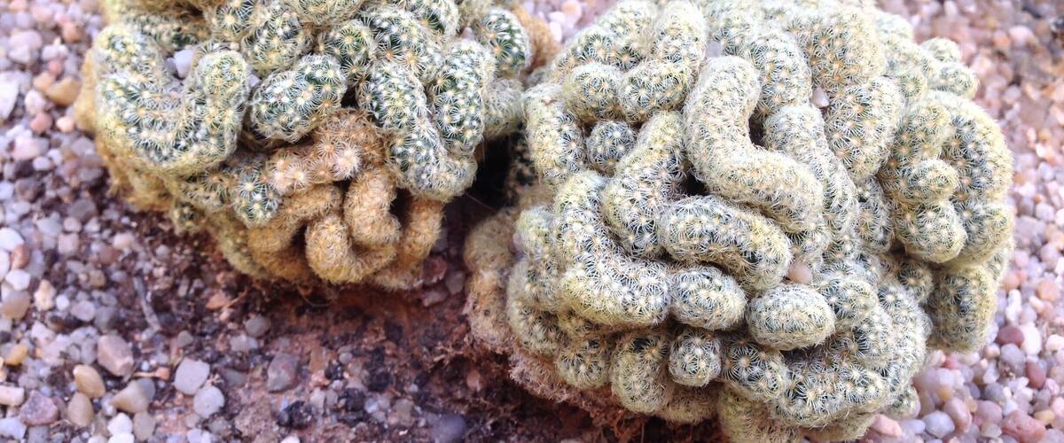 If you are in for a break from downtown Valencia, do take a quiet walk through the Botanic Garden. Lots of palm trees and cacti, even greenhouses, one with meat eating plants (careful now).
Found this one in the cacti greenhouse. I could not find a sign, but I suspect it is a brain cactus.
http://www.jardibotanic.org/?idioma=_eng