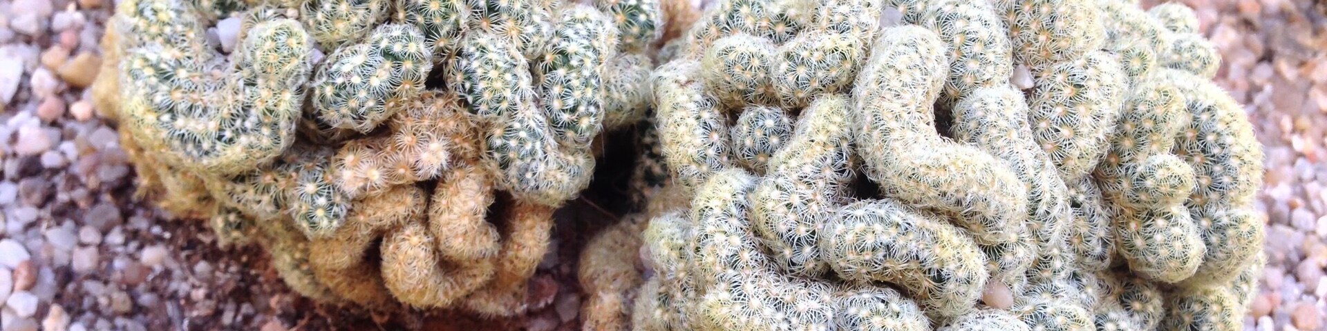 If you are in for a break from downtown Valencia, do take a quiet walk through the Botanic Garden. Lots of palm trees and cacti, even greenhouses, one with meat eating plants (careful now).
Found this one in the cacti greenhouse. I could not find a sign, but I suspect it is a brain cactus.
http://www.jardibotanic.org/?idioma=_eng