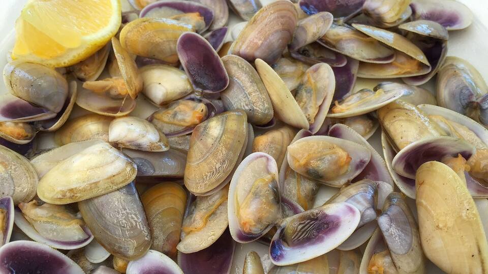 A plate of mussels with a lemon wedge.