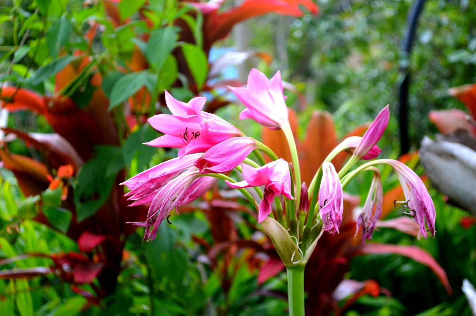 Eden on the River located in Port Vila and a great day out - it is like paradise. Green pastures and spots of colour from the flowers that are returning after the Cyclone  This Plantation consists of its own rainforest and the river system runs through their land. Tropical waterfalls are the highlight and this is where we were able to go tubing.
