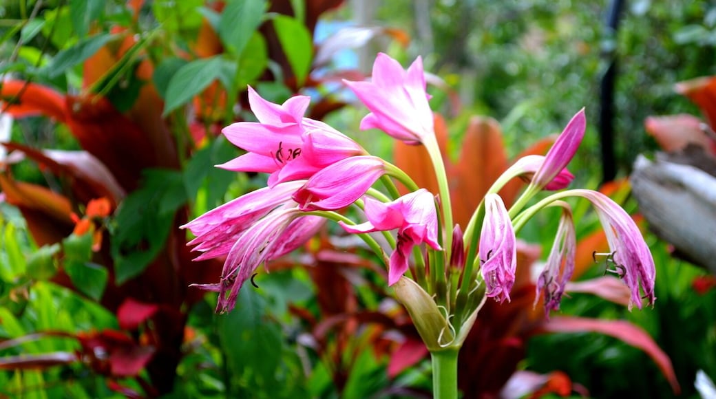 Eden on the River located in Port Vila and a great day out - it is like paradise. Green pastures and spots of colour from the flowers that are returning after the Cyclone This Plantation consists of its own rainforest and the river system runs through their land. Tropical waterfalls are the highlight and this is where we were able to go tubing.