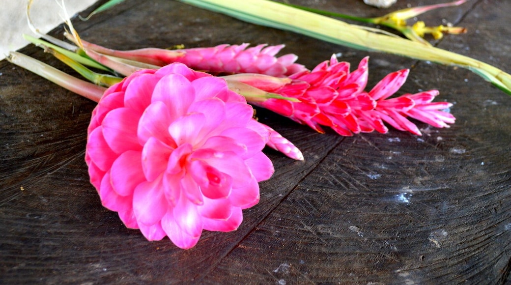 Eden on the River located in Port Vila and a great day out - it is like paradise. Green pastures and spots of colour from the flowers that are returning after the Cyclone This Plantation consists of its own rainforest and the river system runs through their land. Tropical waterfalls are the highlight and this is where we were able to go tubing.
