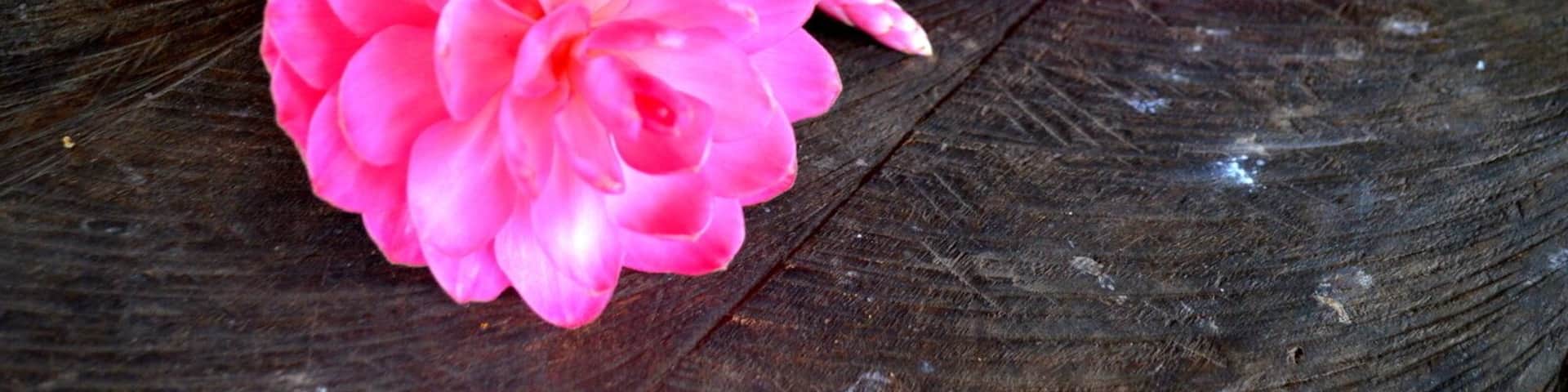 Eden on the River located in Port Vila and a great day out - it is like paradise. Green pastures and spots of colour from the flowers that are returning after the Cyclone This Plantation consists of its own rainforest and the river system runs through their land. Tropical waterfalls are the highlight and this is where we were able to go tubing.