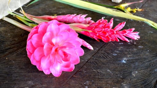 Eden on the River located in Port Vila and a great day out - it is like paradise. Green pastures and spots of colour from the flowers that are returning after the Cyclone This Plantation consists of its own rainforest and the river system runs through their land. Tropical waterfalls are the highlight and this is where we were able to go tubing.