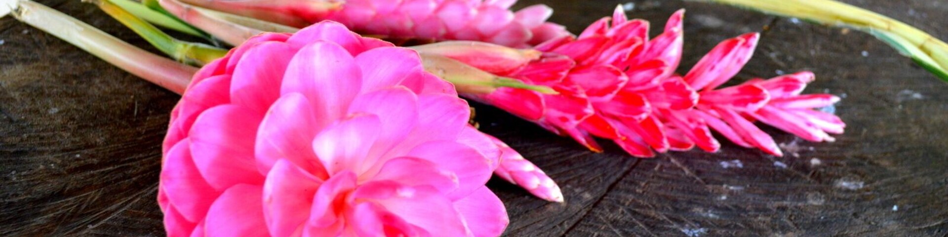 Eden on the River located in Port Vila and a great day out - it is like paradise. Green pastures and spots of colour from the flowers that are returning after the Cyclone  This Plantation consists of its own rainforest and the river system runs through their land. Tropical waterfalls are the highlight and this is where we were able to go tubing.