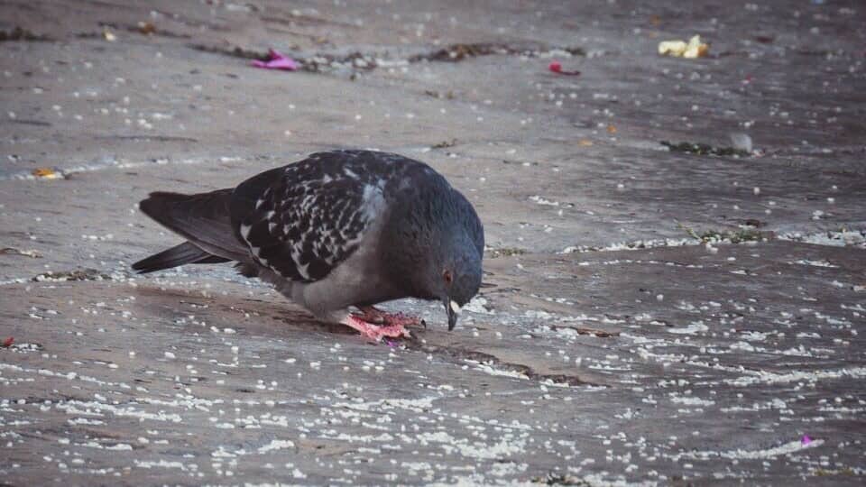 Banquete de boda. Tomada delante De la Iglesia de “La Antigua” en Valladolid