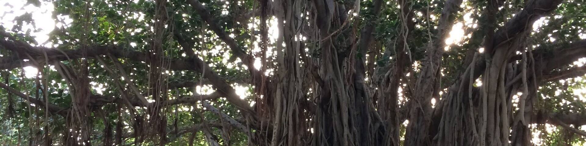 Banyan Tree, Lotus plants, Duck pond, Birds, Squirrels, Fountain, Garden, Green Trees, Morning Walk, Laughing Club, Children Play Area and Road Side Food everything at one place 😇