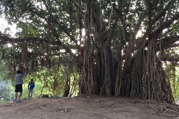 Banyan Tree, Lotus plants, Duck pond, Birds, Squirrels, Fountain, Garden, Green Trees, Morning Walk, Laughing Club, Children Play Area and Road Side Food everything at one place 😇