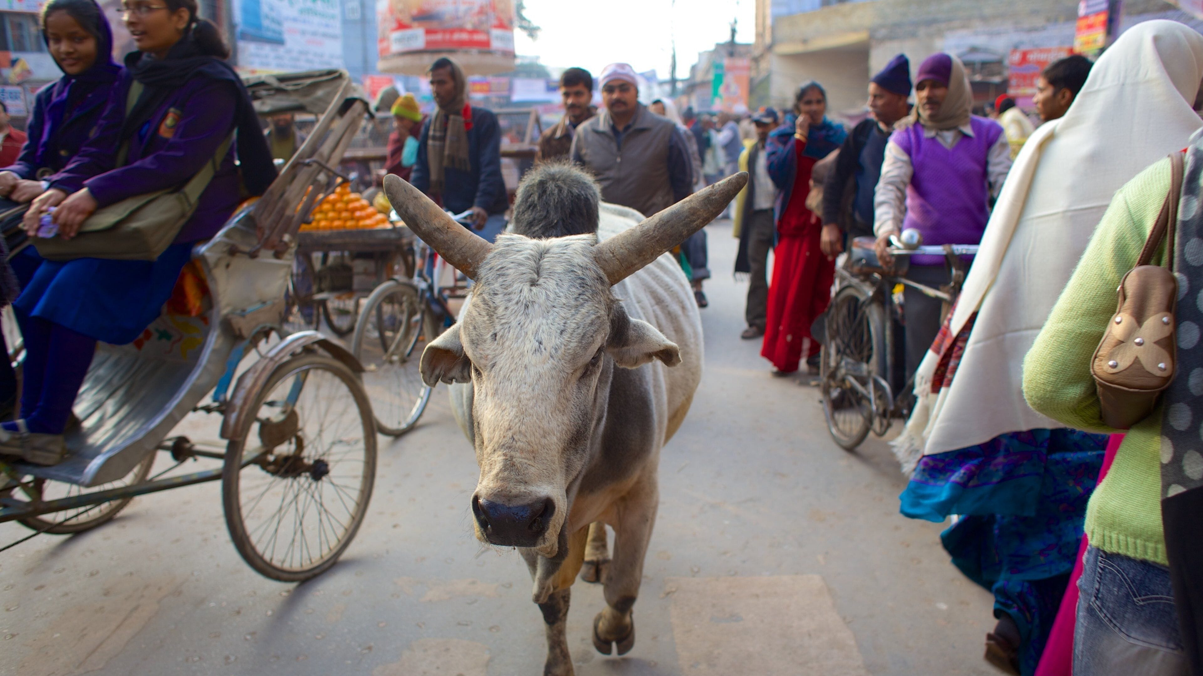 Varanasi showing markets, land animals and street scenes