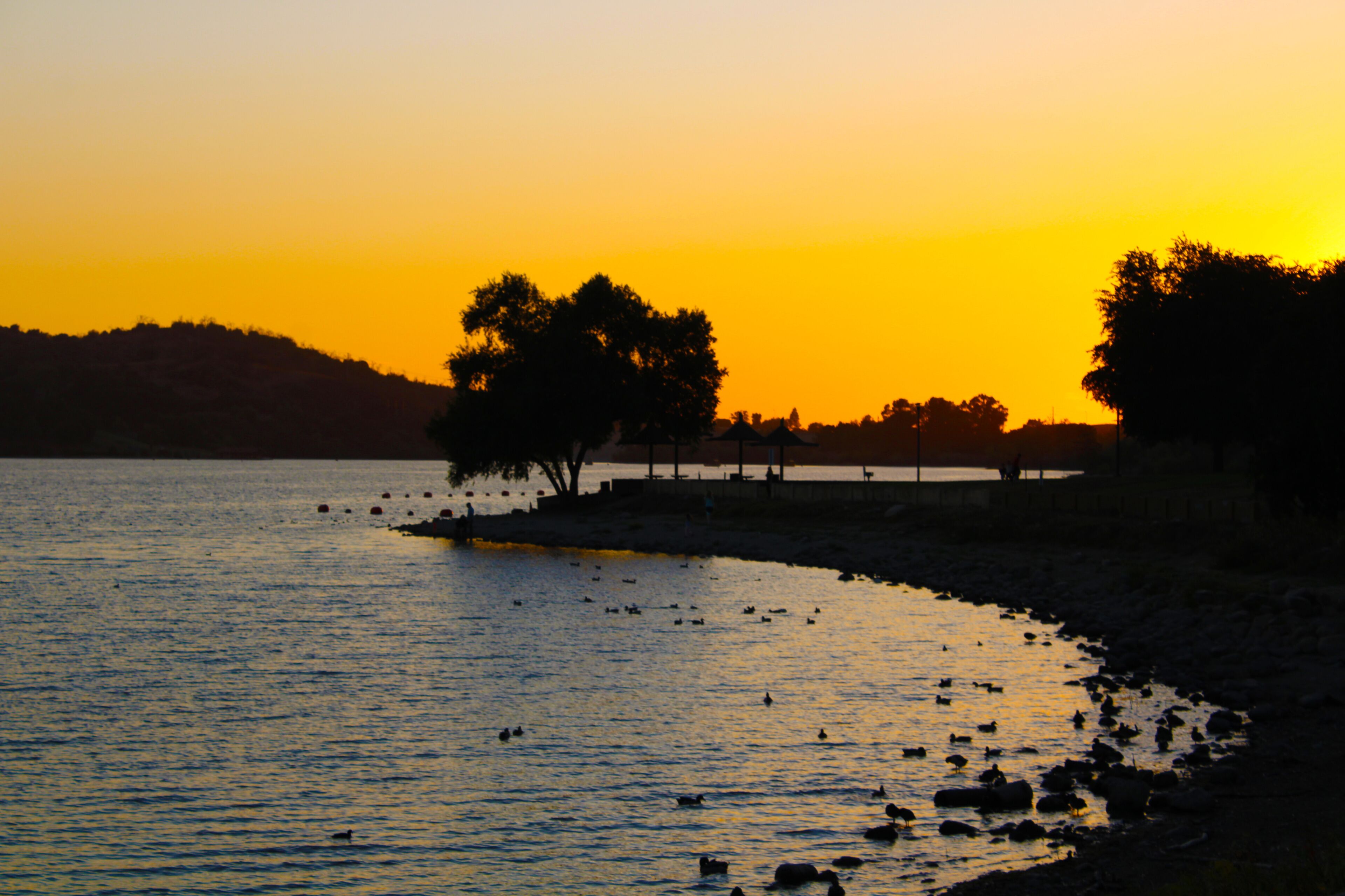 a stunning shot of the vast blue lake water surrounded by lush green trees at sunset with birds and rocks on the banks of the lake at Lake Balboa in Van Nuys California USA