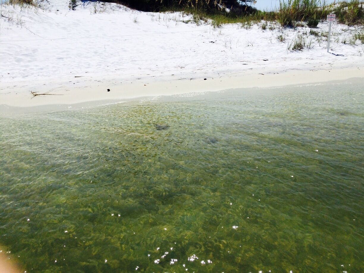 Stingrays at the shore 