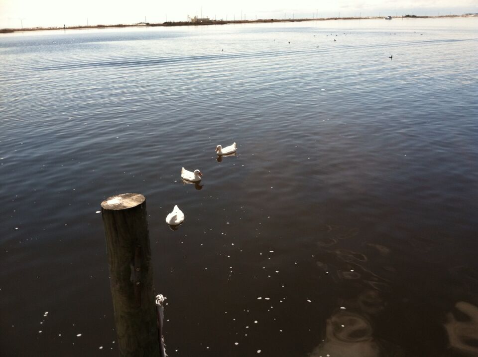 These ducks seemed to follow us from the boat ramp out into the sound