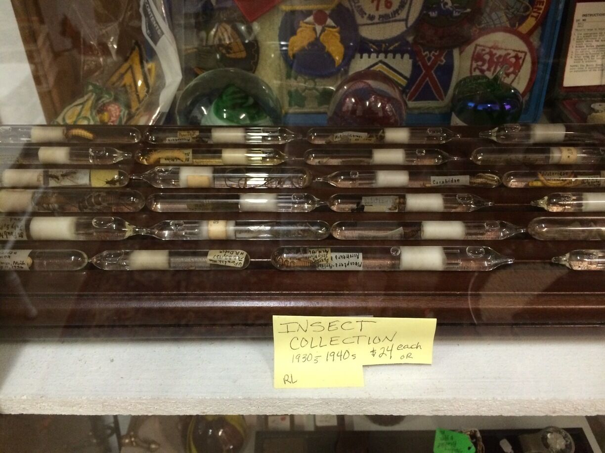 Insect collection. Amazing what you find at the antique shops