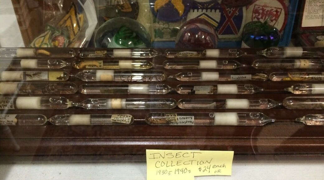 Insect collection. Amazing what you find at the antique shops