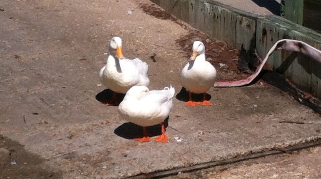 A few ducks watching over the boat ramp