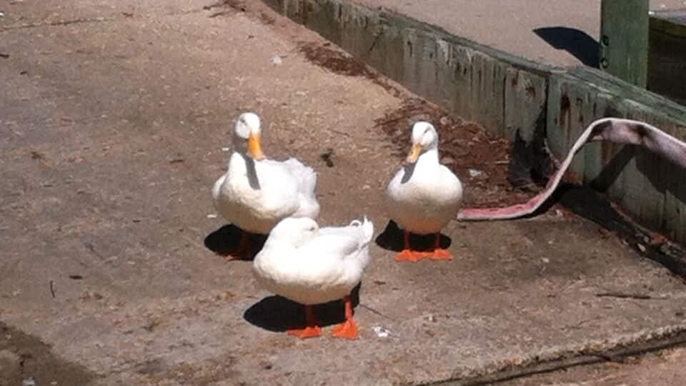 A few ducks watching over the boat ramp