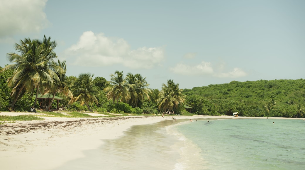 A beach with clear turquoise water, palm trees, and a green forested area.