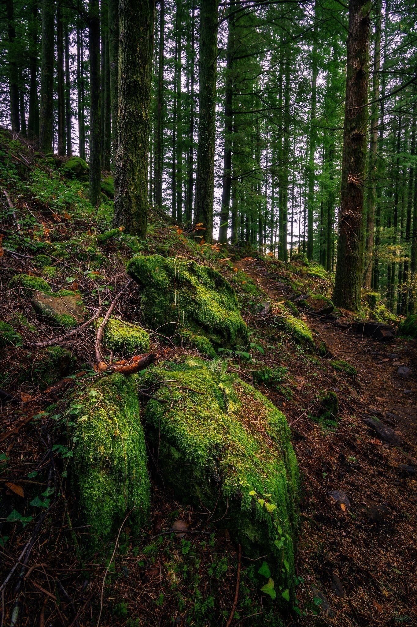 A forest with moss-covered rocks and tall trees.