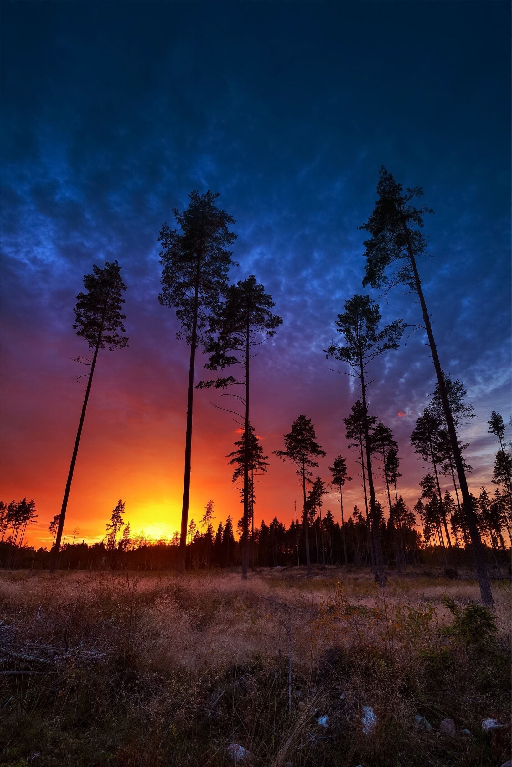 A beautiful sunset in the woods around my home town Västerås. I wasn't out to take photos but if it's one thing I've learnt it is that one should always bring a camera!