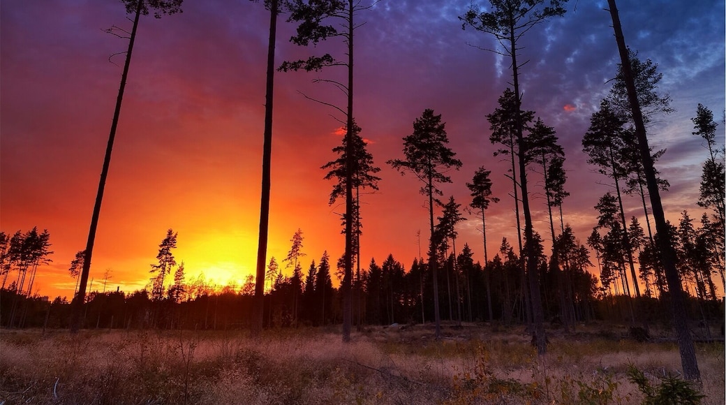 A beautiful sunset in the woods around my home town Västerås. I wasn't out to take photos but if it's one thing I've learnt it is that one should always bring a camera!
