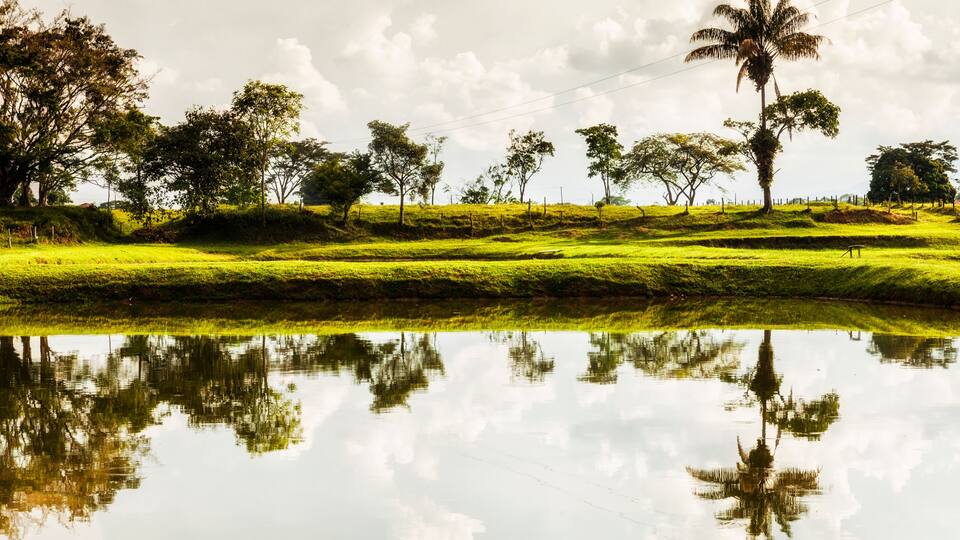 A calm lake reflecting trees and a palm tree, with a clear sky above.