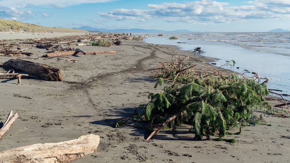 A beach with driftwood, a toppled tree, and a distant shoreline.