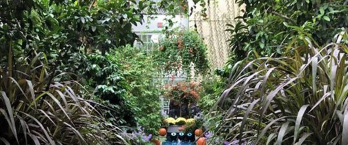 pumpkins everywhere!