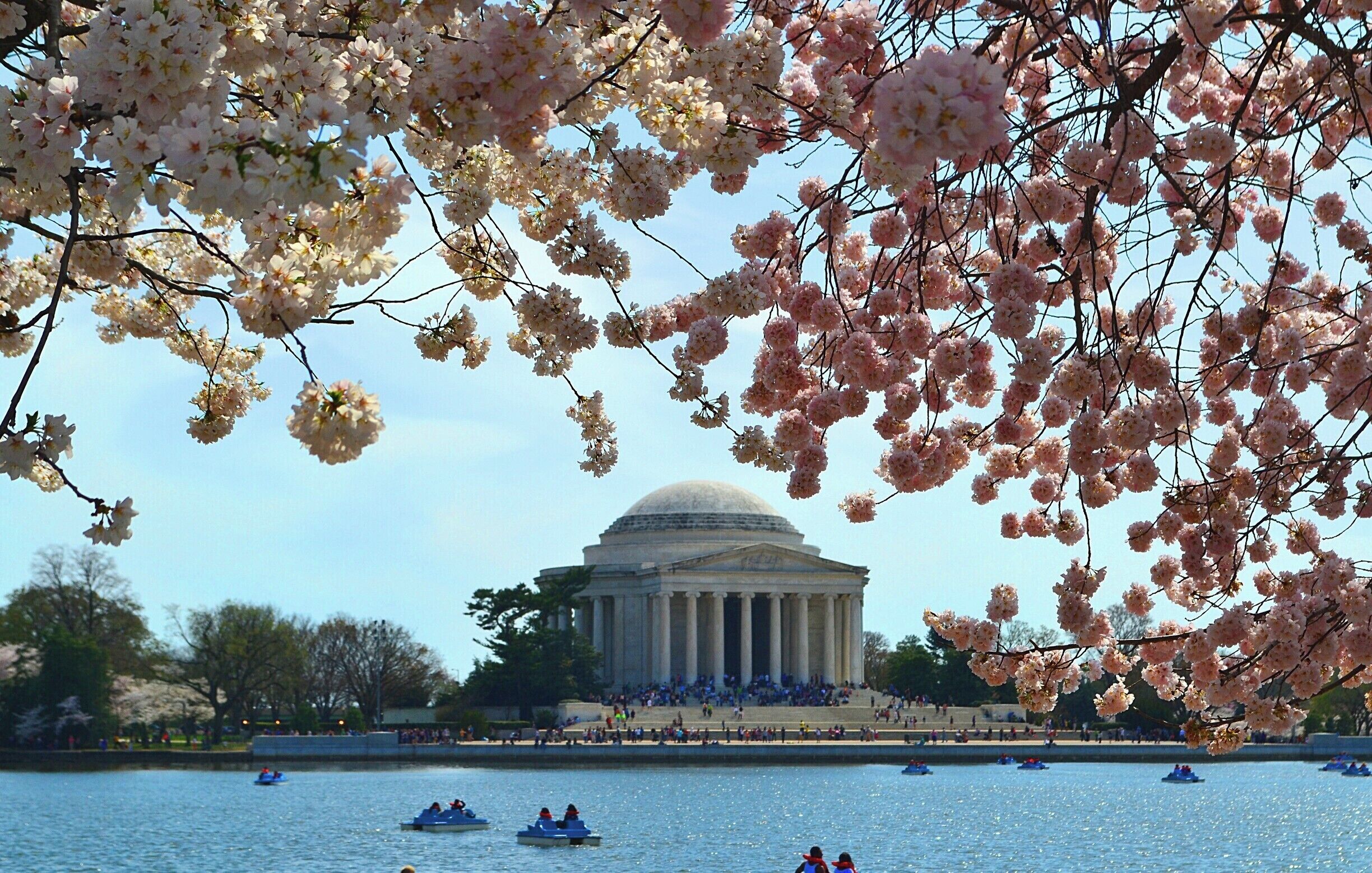 The Jefferson Memorial during the Cherry Blossom Festival.