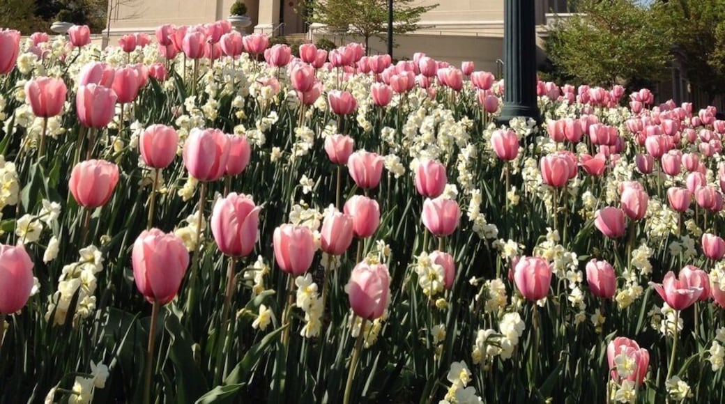 American University Park