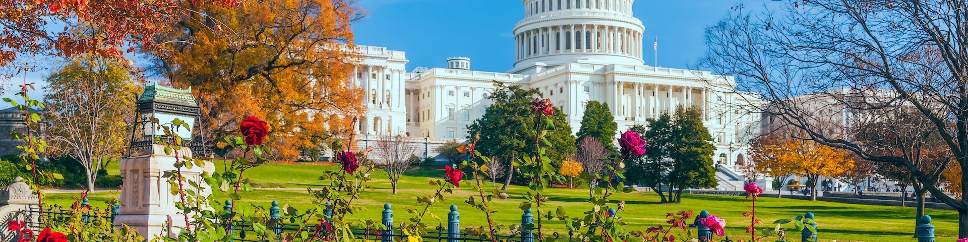 US Capitol building framed by roses and trees.Washington DC.USA