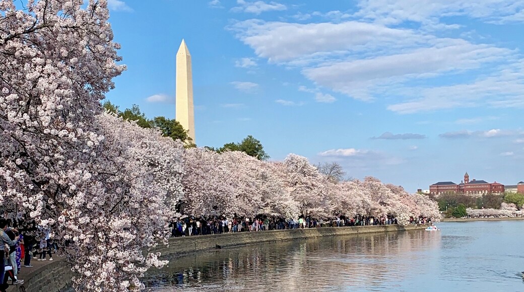 The cherry blossoms in Washington DC this weekend 4/6/2019