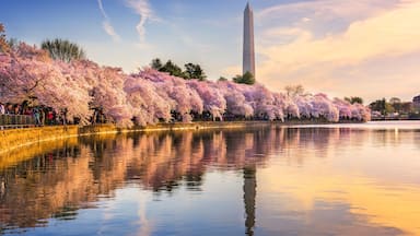 Cherry blossoms along a river with the Washington Monument in the background.