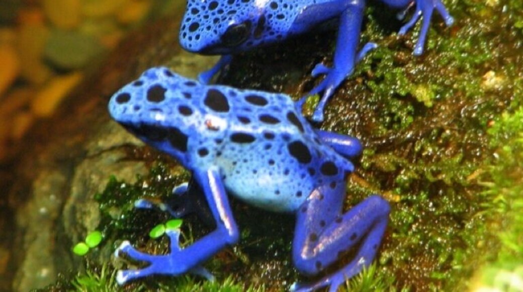 Poison Frogs