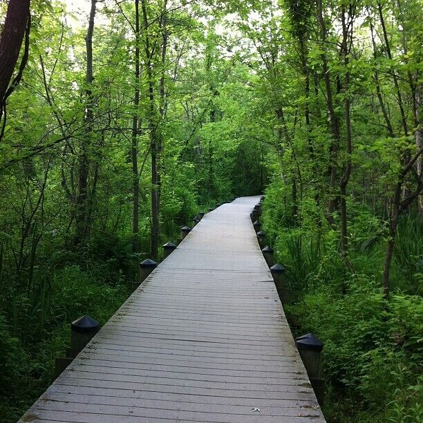 Theodore Roosevelt Island in Washington D.C. - a great piece of nature in the city!