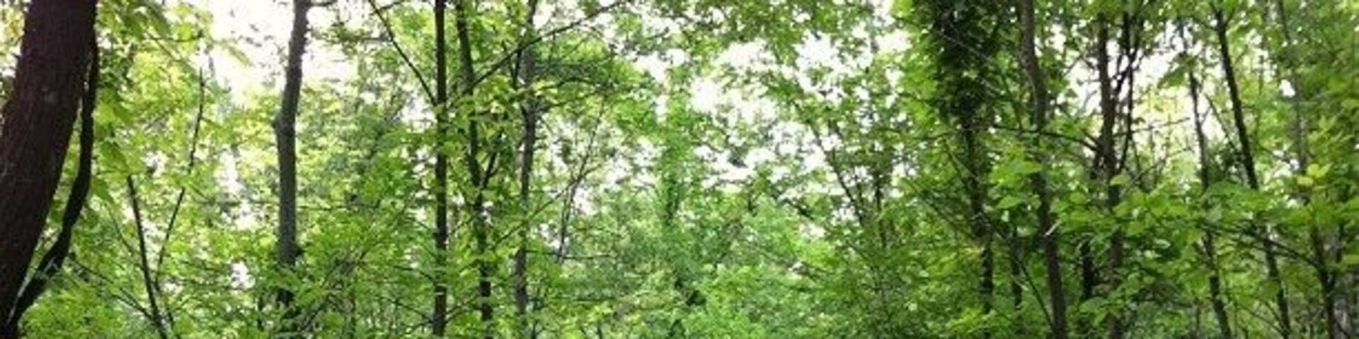 Theodore Roosevelt Island in Washington D.C. - a great piece of nature in the city!