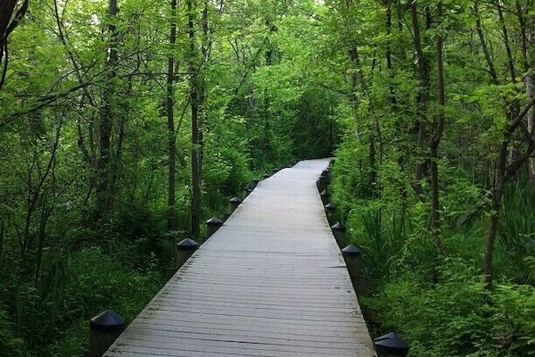 Theodore Roosevelt Island in Washington D.C. - a great piece of nature in the city!