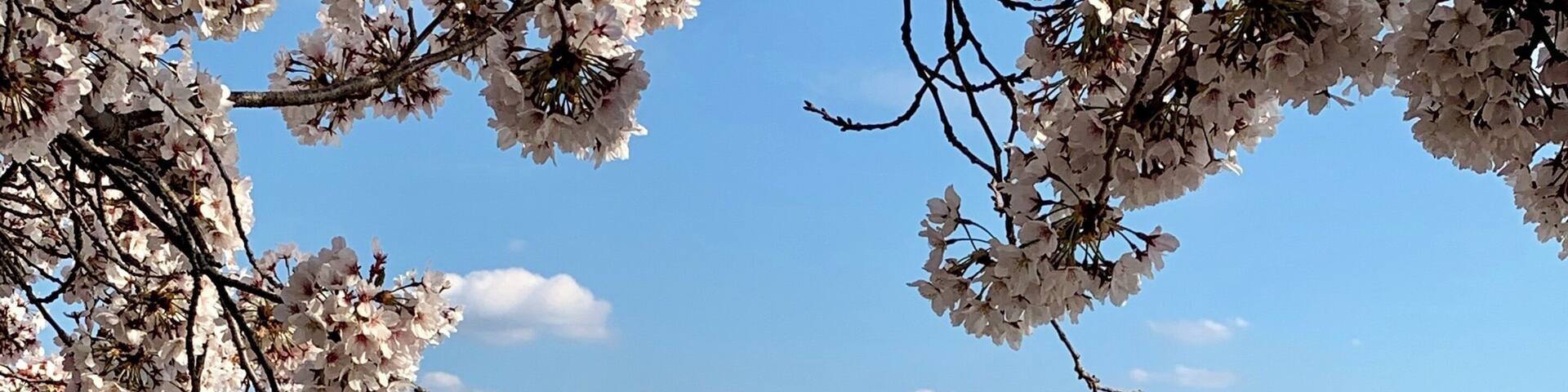 The cherry blossoms in Washington DC this weekend, what a beautiful day it is in the capital of USA.