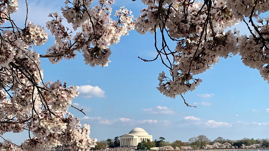 The cherry blossoms in Washington DC this weekend, what a beautiful day it is in the capital of USA.