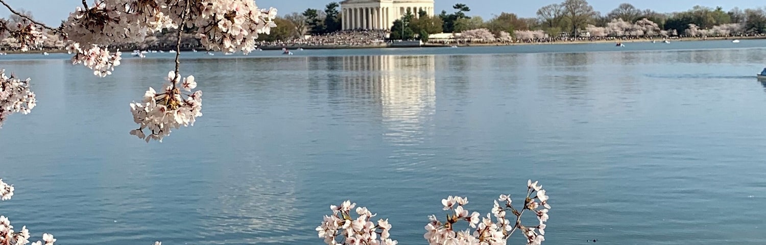The cherry blossoms in Washington DC this weekend, what a beautiful day it is in the capital of USA.